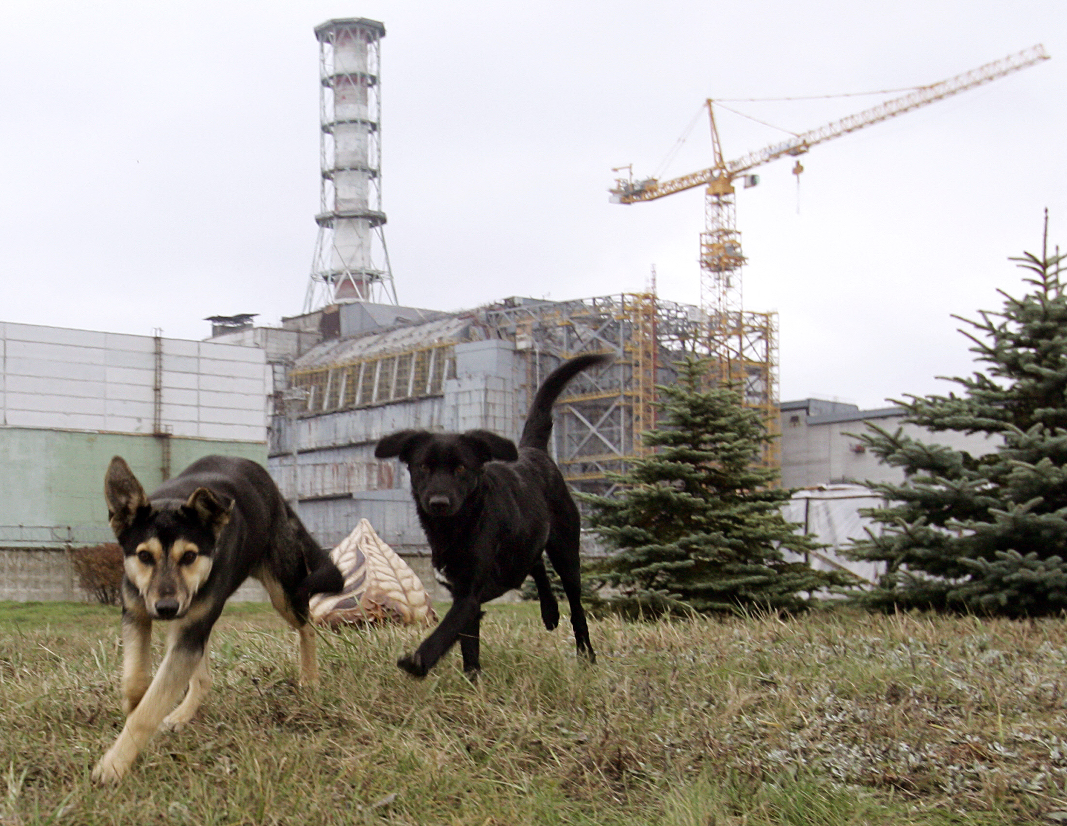 Különleges a csernobili kutyák genomja