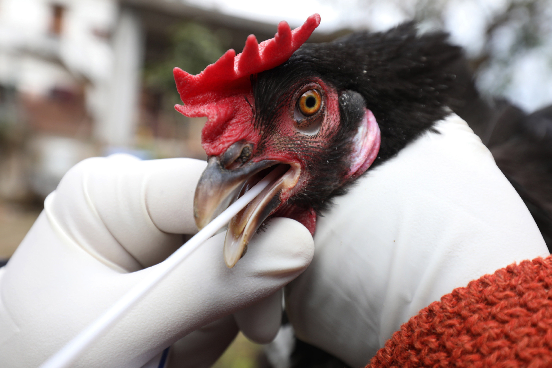 Feloldották a madárinfluenza miatt elrendelt korlátozásokat