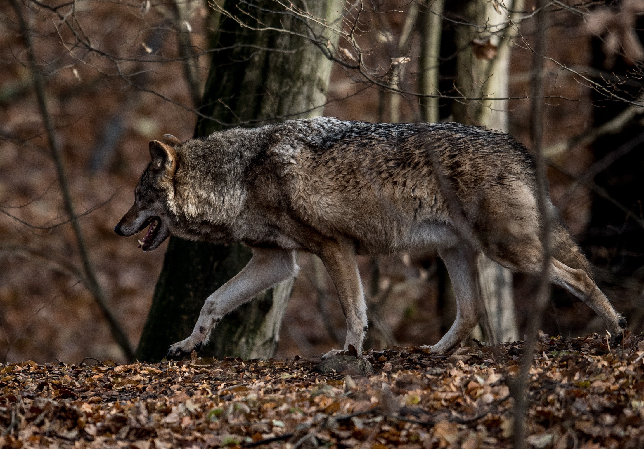 Buda környékén kóborol a svájci farkas