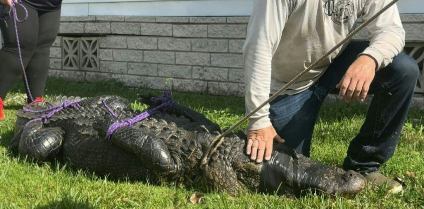 Egy aligátor bekopogtatott egy floridai házba, majd megharapta a házigazdát