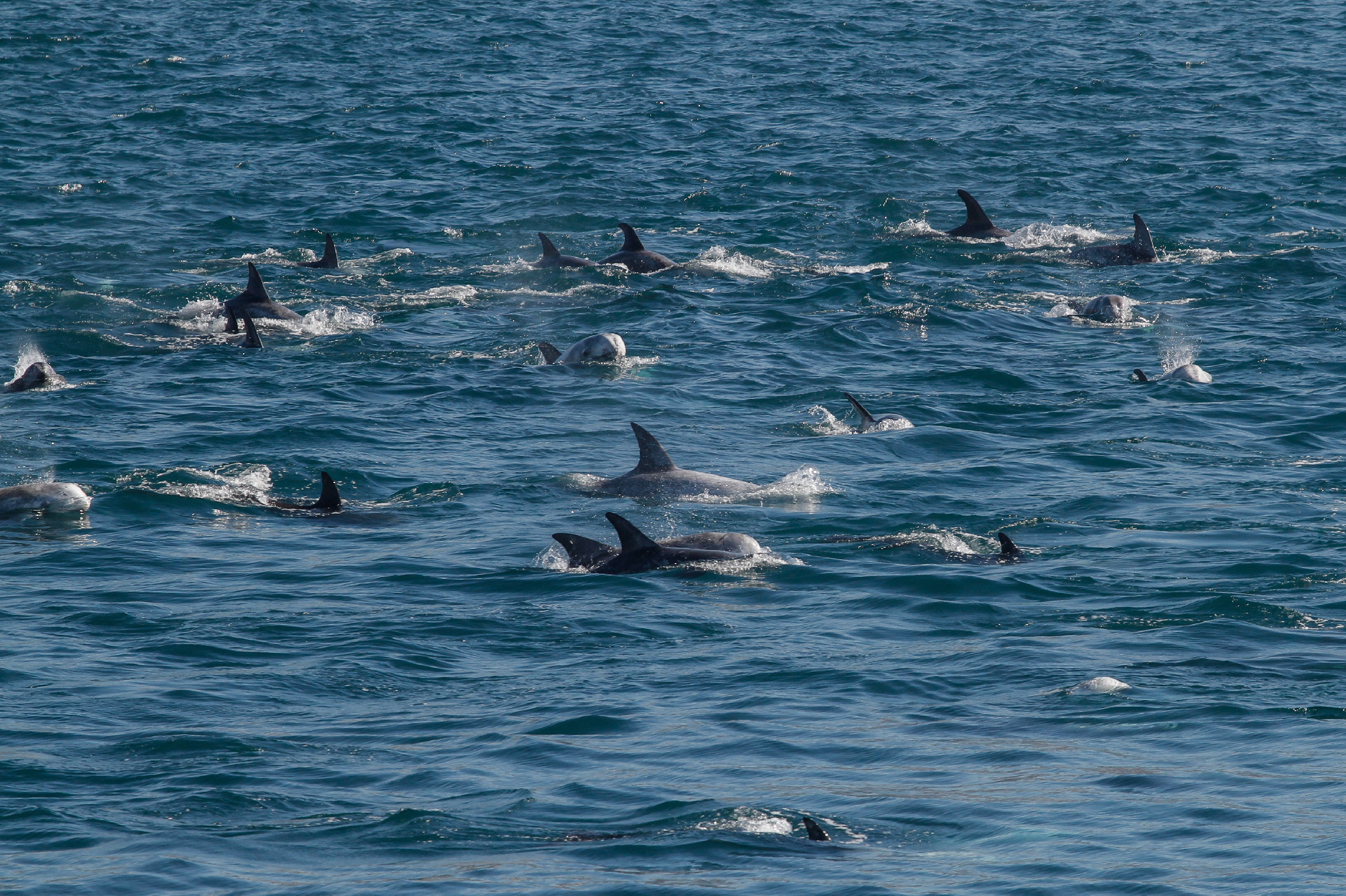 Eljárás indult a delfinzaklatók ellen