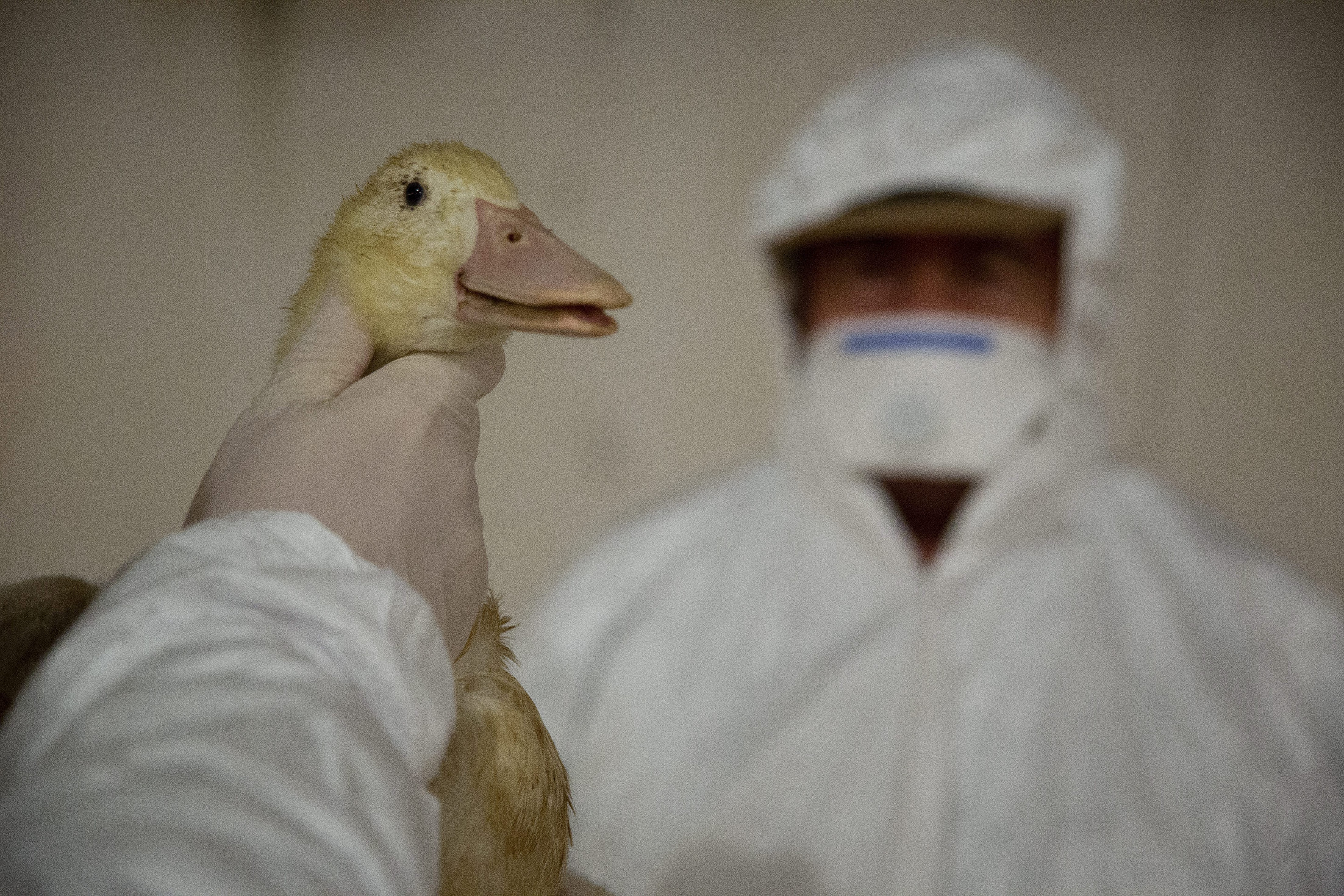 Ismét megjelent a madárinfluenza Csongrád-Csanád vármegyében