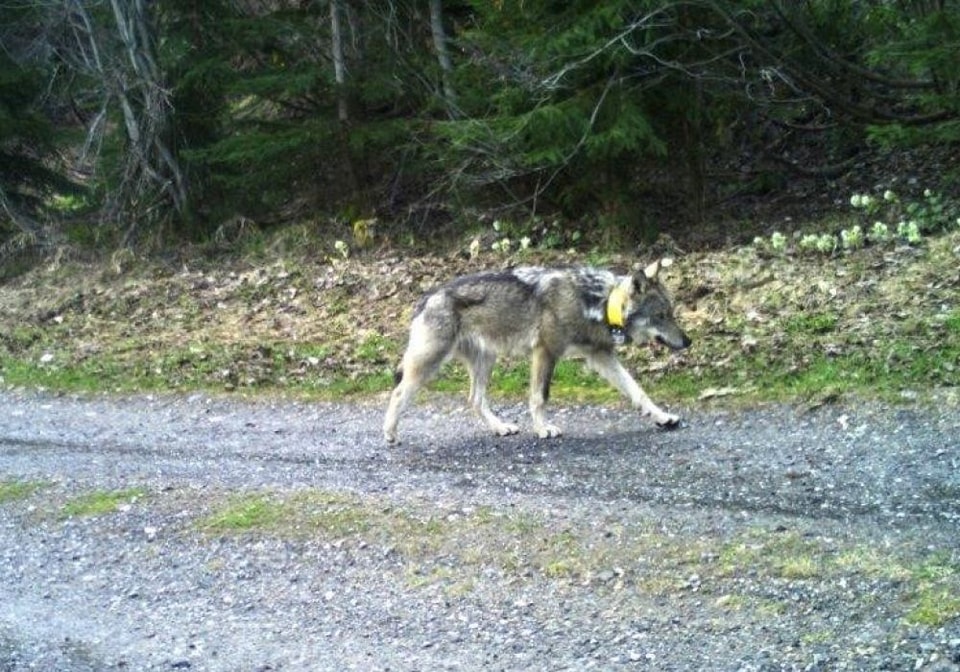 Már nyomoznak a kilőtt farkas ügyében 