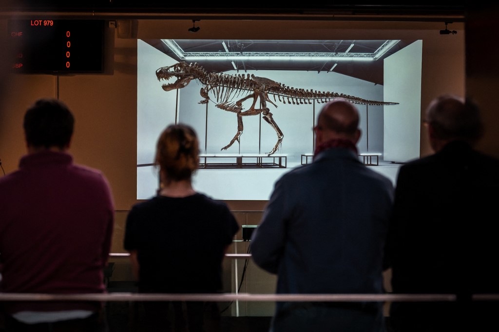 Antwerpenben állítják ki a 67 millió éves T-Rex csontvázat