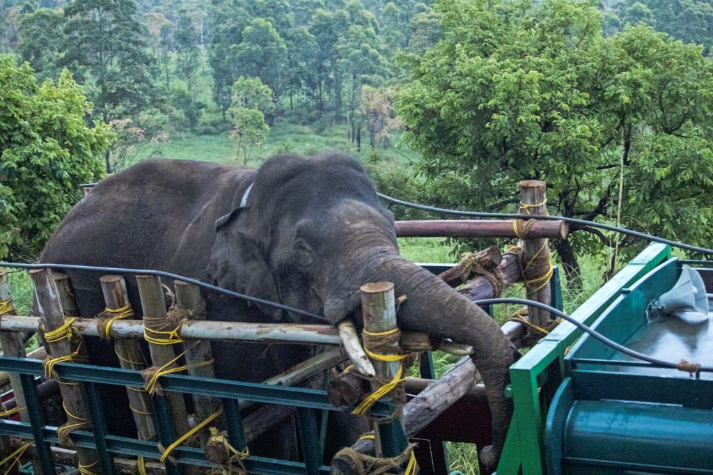 Indiában befogták a notórius rizs és gabonatolvaj elefántot