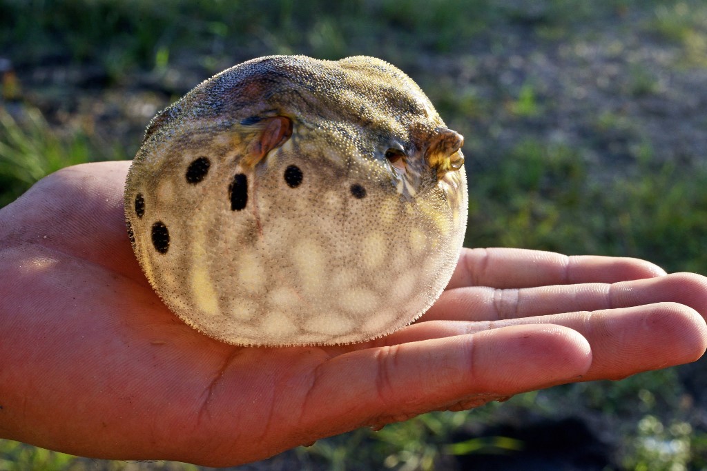 Gömbhal ölte meg az idős házaspárt 