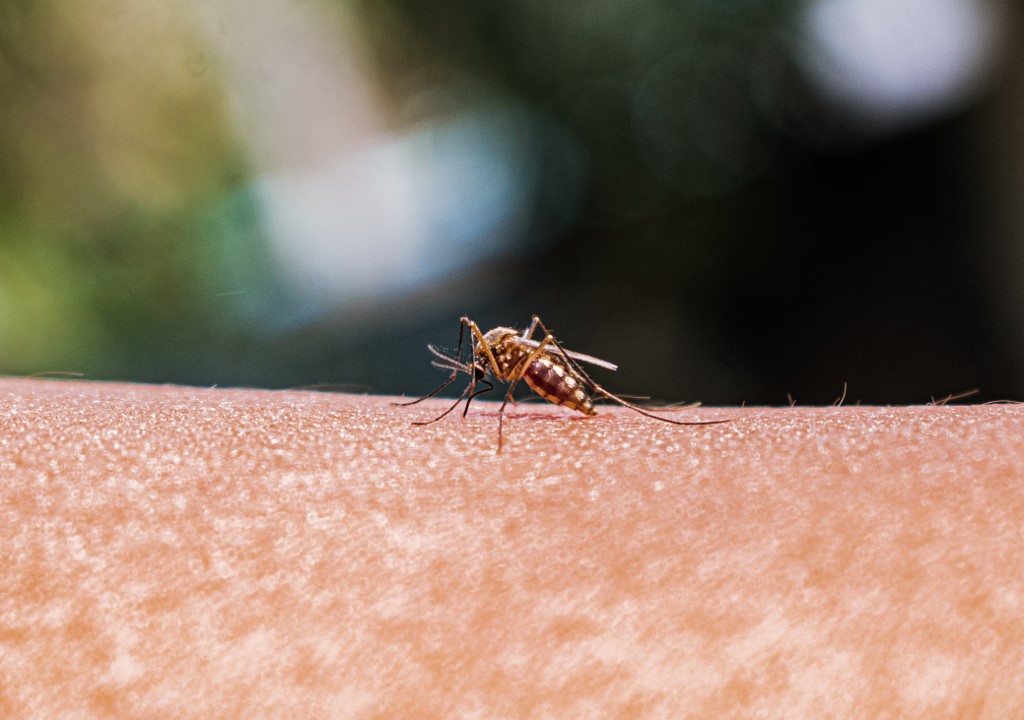 Ismét felbukkant a malária