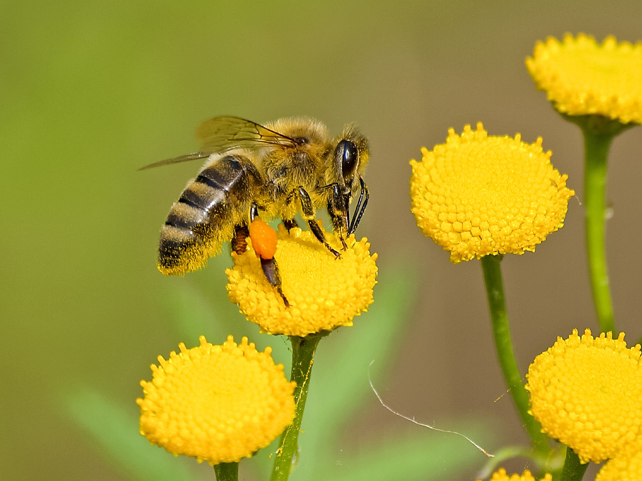 Európában betiltották, de máshová extrém mennyiségben lehet exportálni a méhgyilkos növényvédőszereket