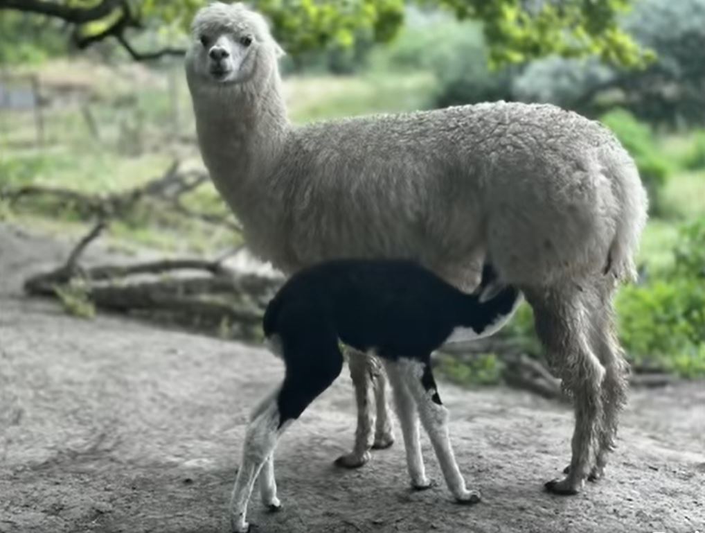 Videó: alpaka és guanakó bébik születtek a Szegedi Vadasparkban