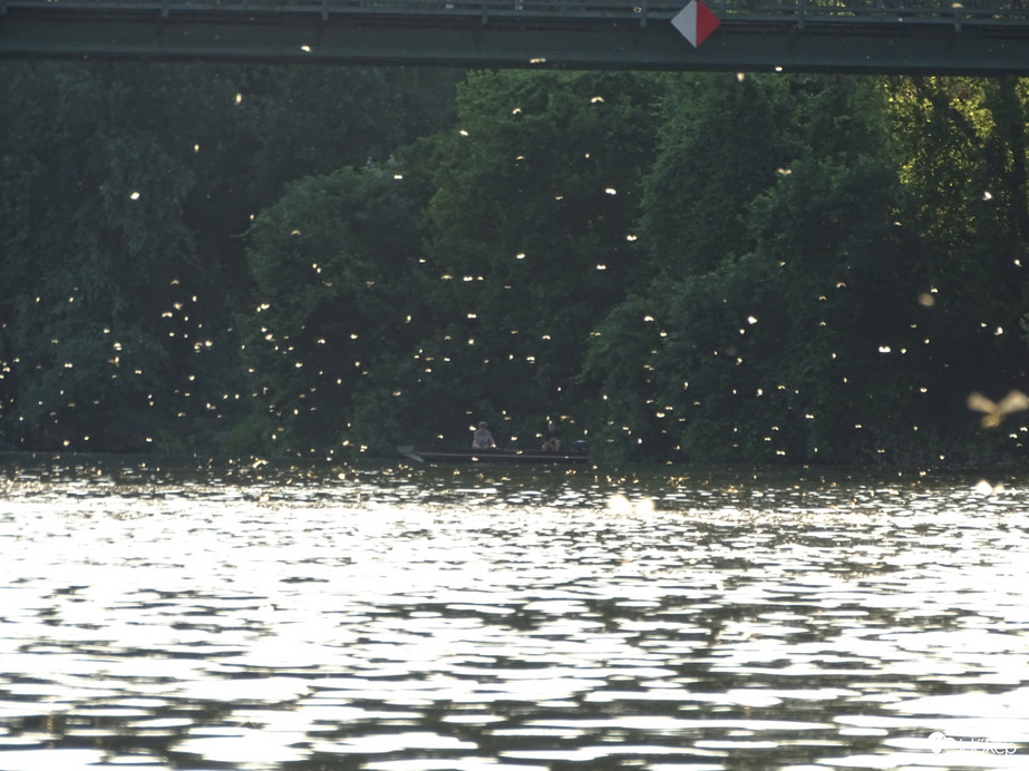 Algyőnél már virágzik a Tisza