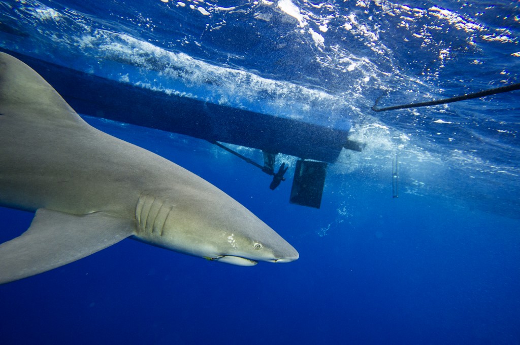 Videó: a kezénél fogva ránt vízbe egy férfit a cápa 