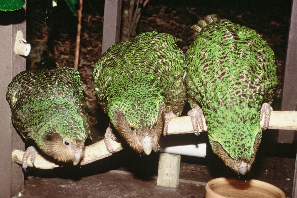 Közel negyven év után visszatértek a kakapók Új-Zéland szárazföldi részére
