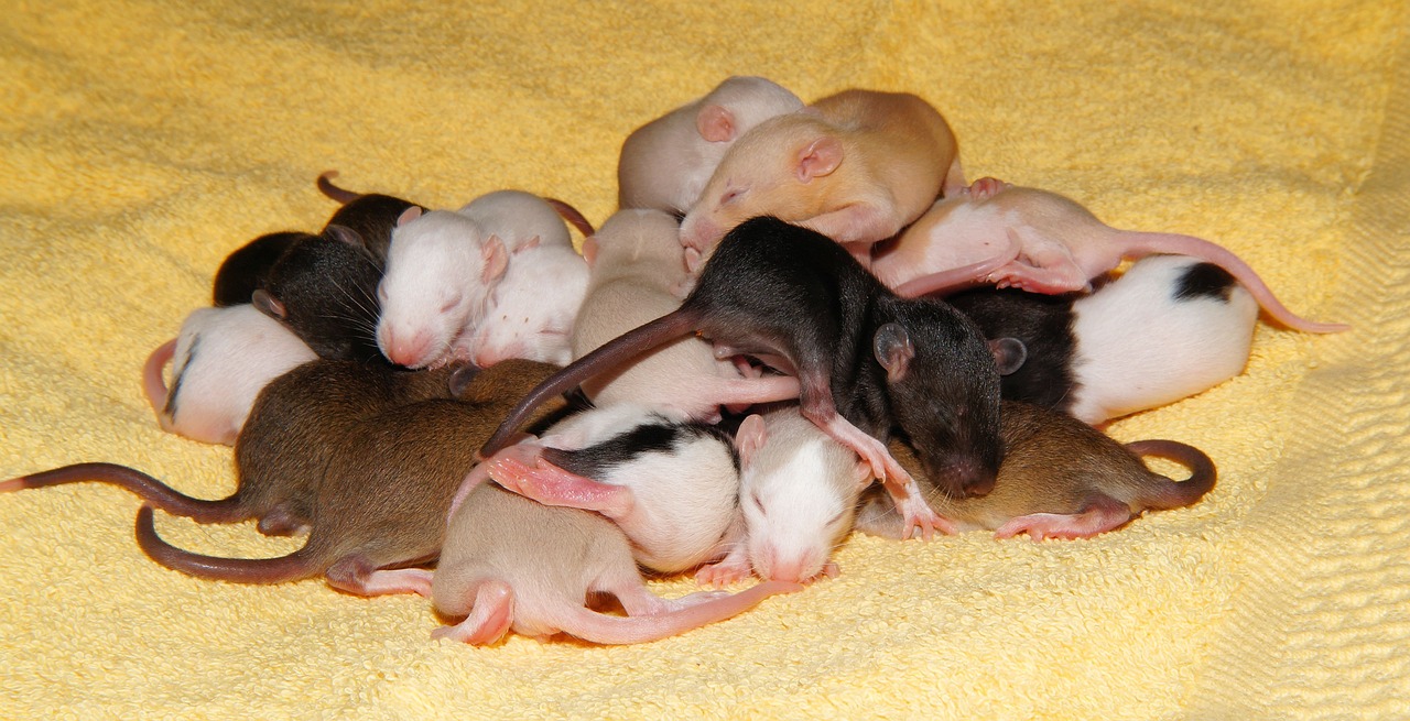A János Kórház szerint csak egy magányos patkány bukkant fel a szülészeten