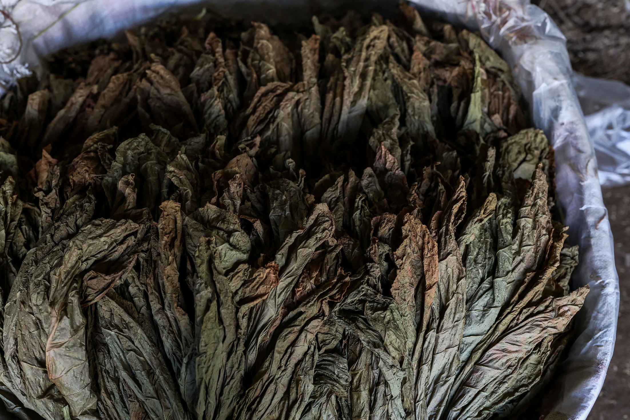 Tizenhat kilogramm fogyasztási dohányt találtak egy padláson Szendrő mellett