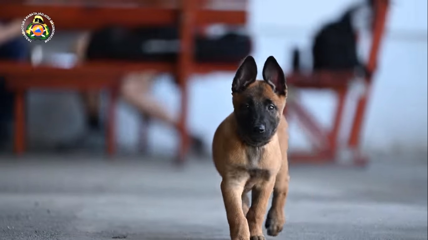 Videón: a szupercuki tűzoltó újoncok