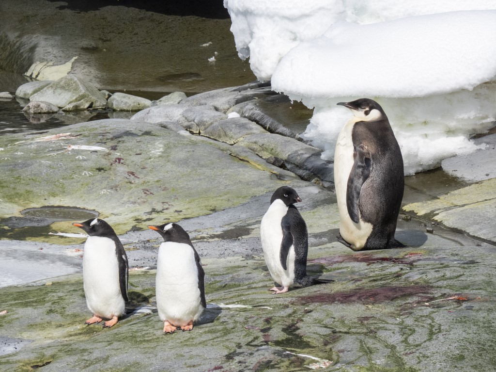 Katasztrófa: tízezer pingvinfióka fulladhatott meg az Antarktisznál a jég olvadása miatt