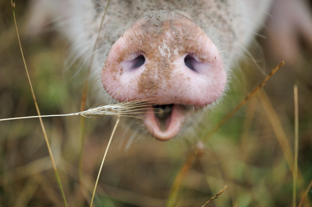 Légpuskával lőttek hátba egy idős férfit, hogy ellopják egy kocáját