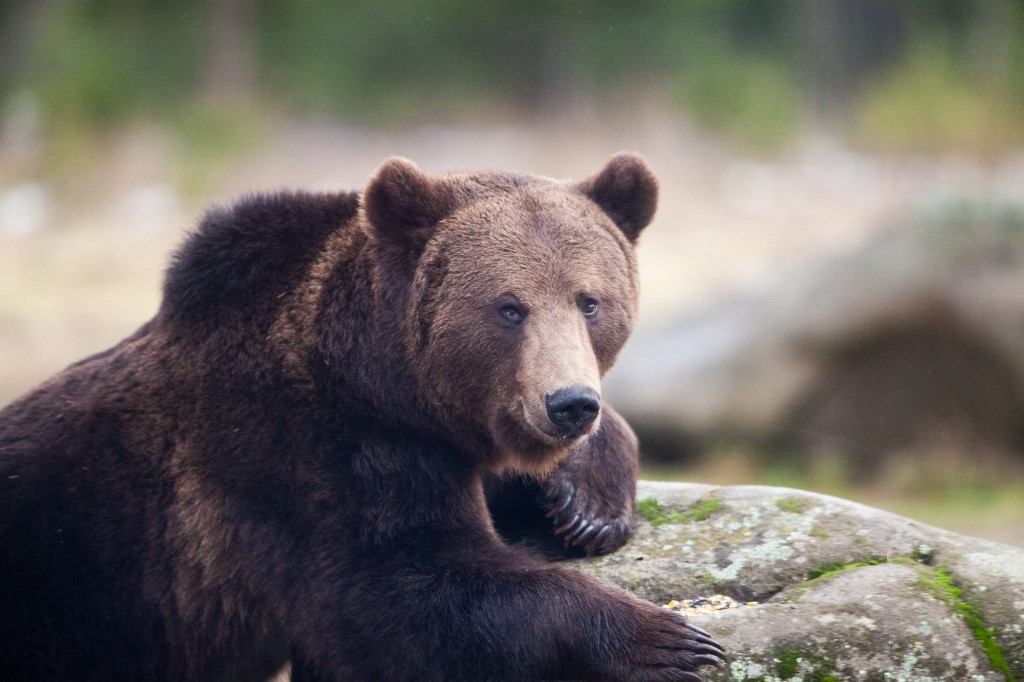 Téli álom helyett túrázóra támadt egy medve Szlovákiában 