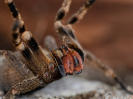 Brutális erekciót okozhat ennek a póknak a csípése