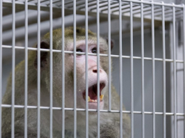 Kínszenvedve pusztultak el a majmok, amelyek agyába Elon Musk cége chipet ültetett