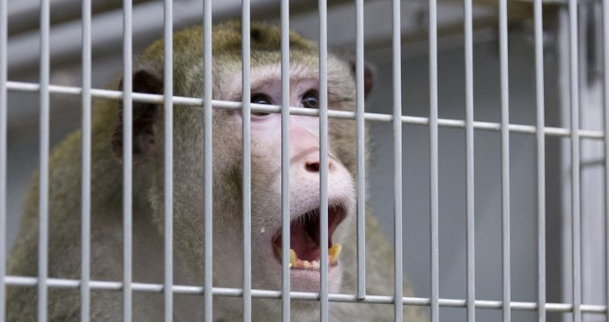 Kínszenvedve pusztultak el a majmok, amelyek agyába Elon Musk cége chipet ültetett