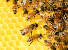 Agrárminiszter: a méhészetet és a méheket is meg kell védenünk