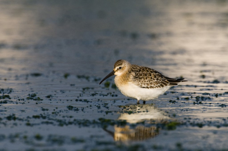 Curlew Sandpiper resting on the foreshore Britain France