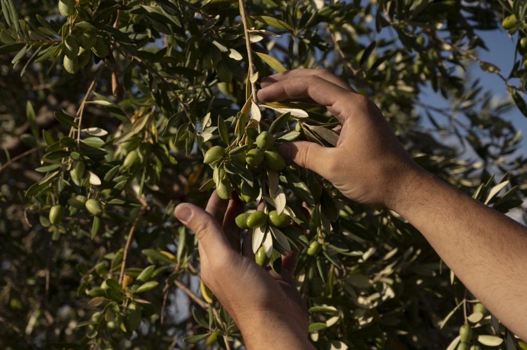 Klímaválság: olívabogyót szüretelnek a Balaton-felvidéken