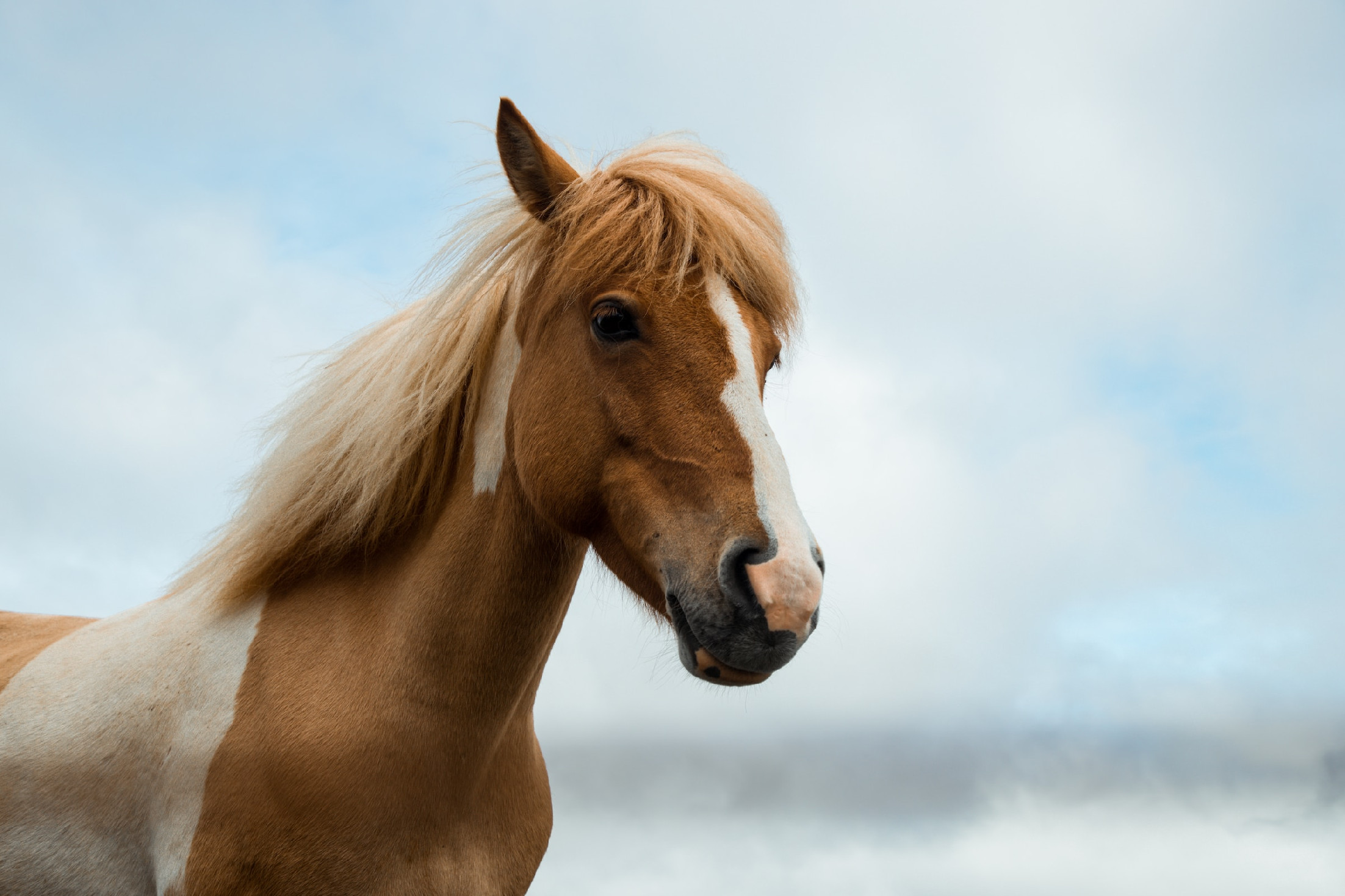 Ön költene egy ló mediálta önismereti műhelyre?