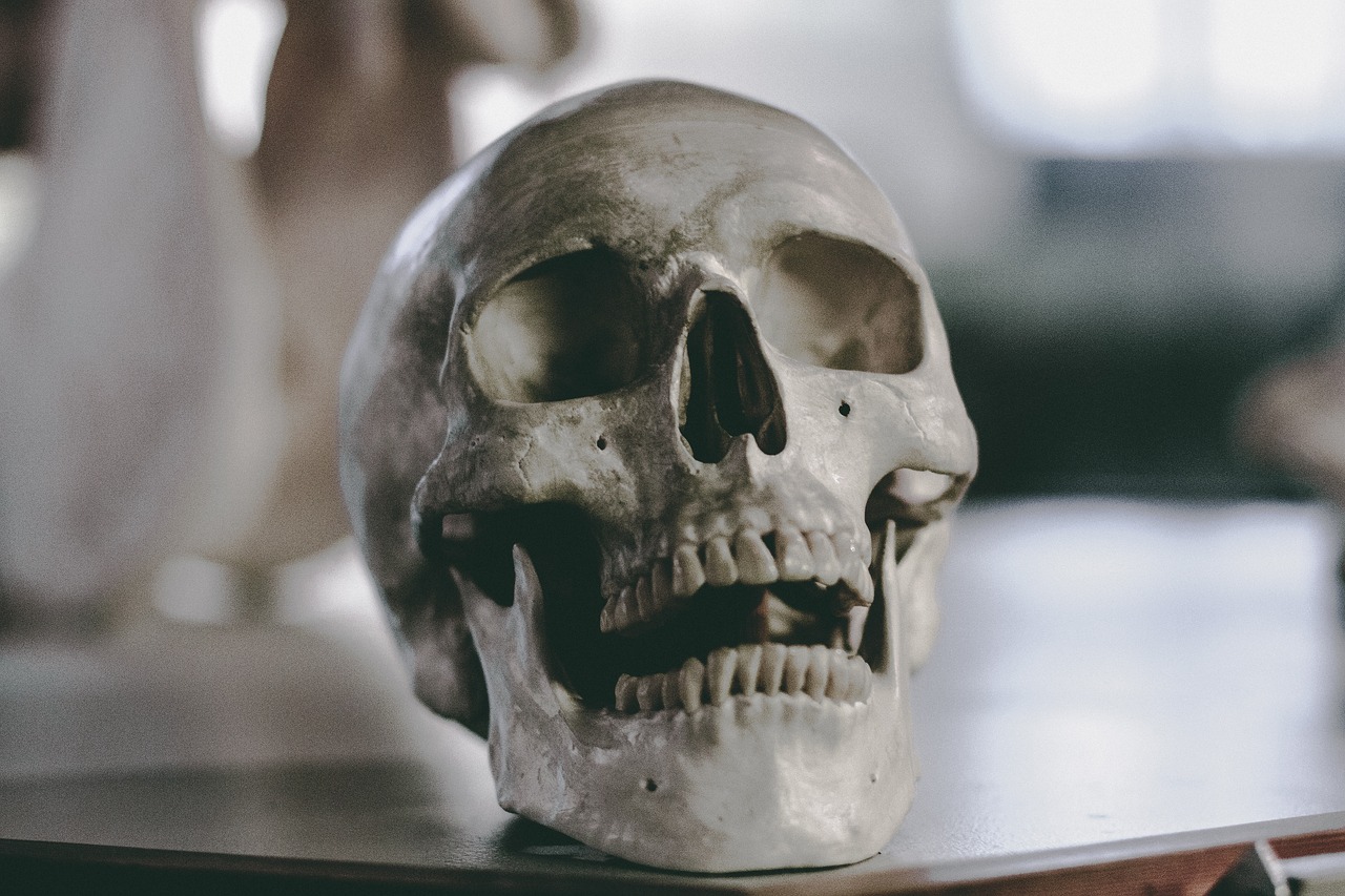 Kíváncsi volt milyen egy halott koponyája, hát kapott egyet ajándékba kifőzve 
