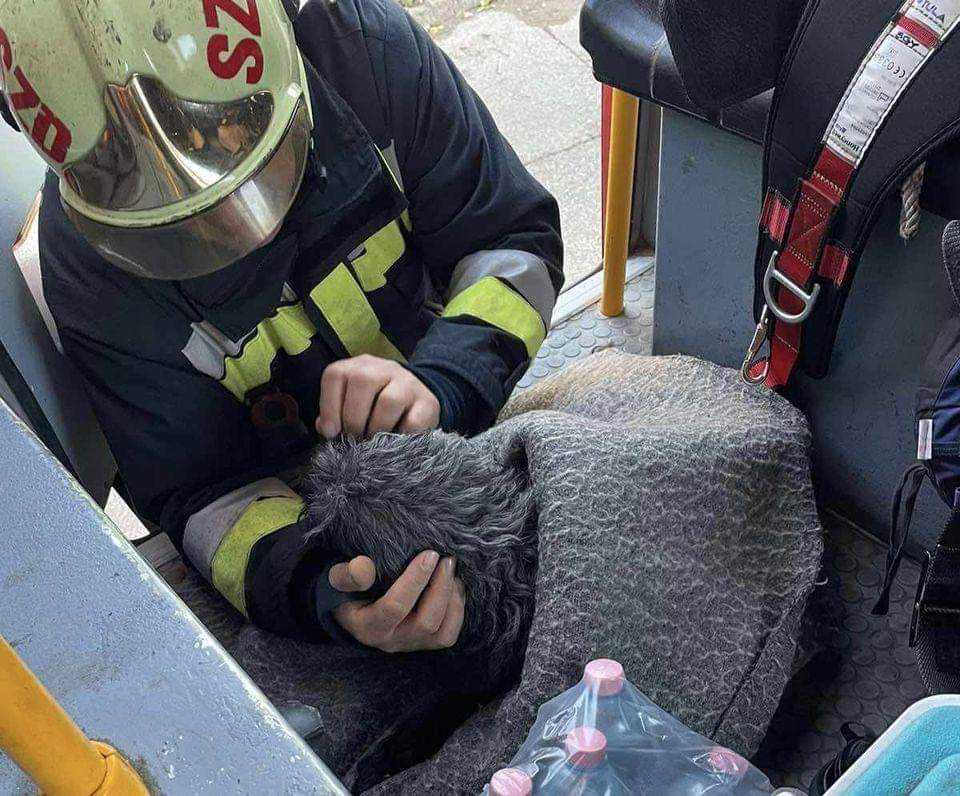 Bajba keveredett Gubanc kutyus, de megmentették a tűzoltók 