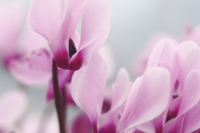 Persian violets (Cyclamen persicum)