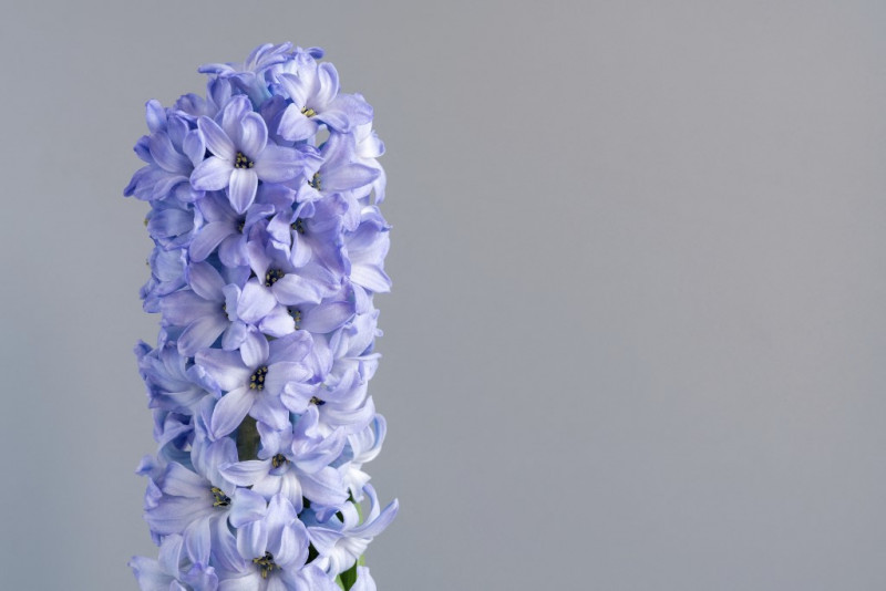 Hyacinth (Hyacinthus orientalis) flowers