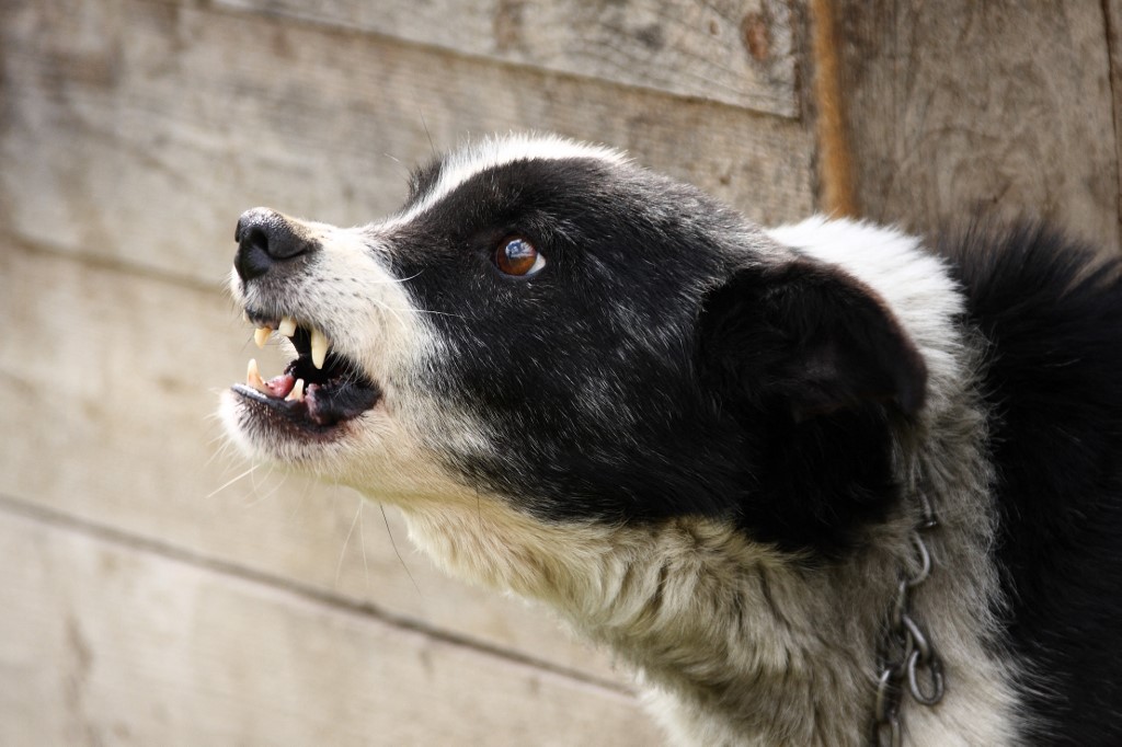 Brutális kutyatámadás Zuglóban: 90 éves nénit harapott meg a kutya 