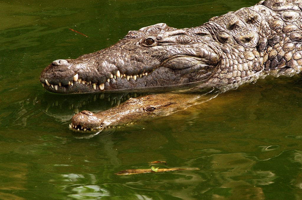 Íme a magyar gazdagok eledele: krokodil sülve-főve 