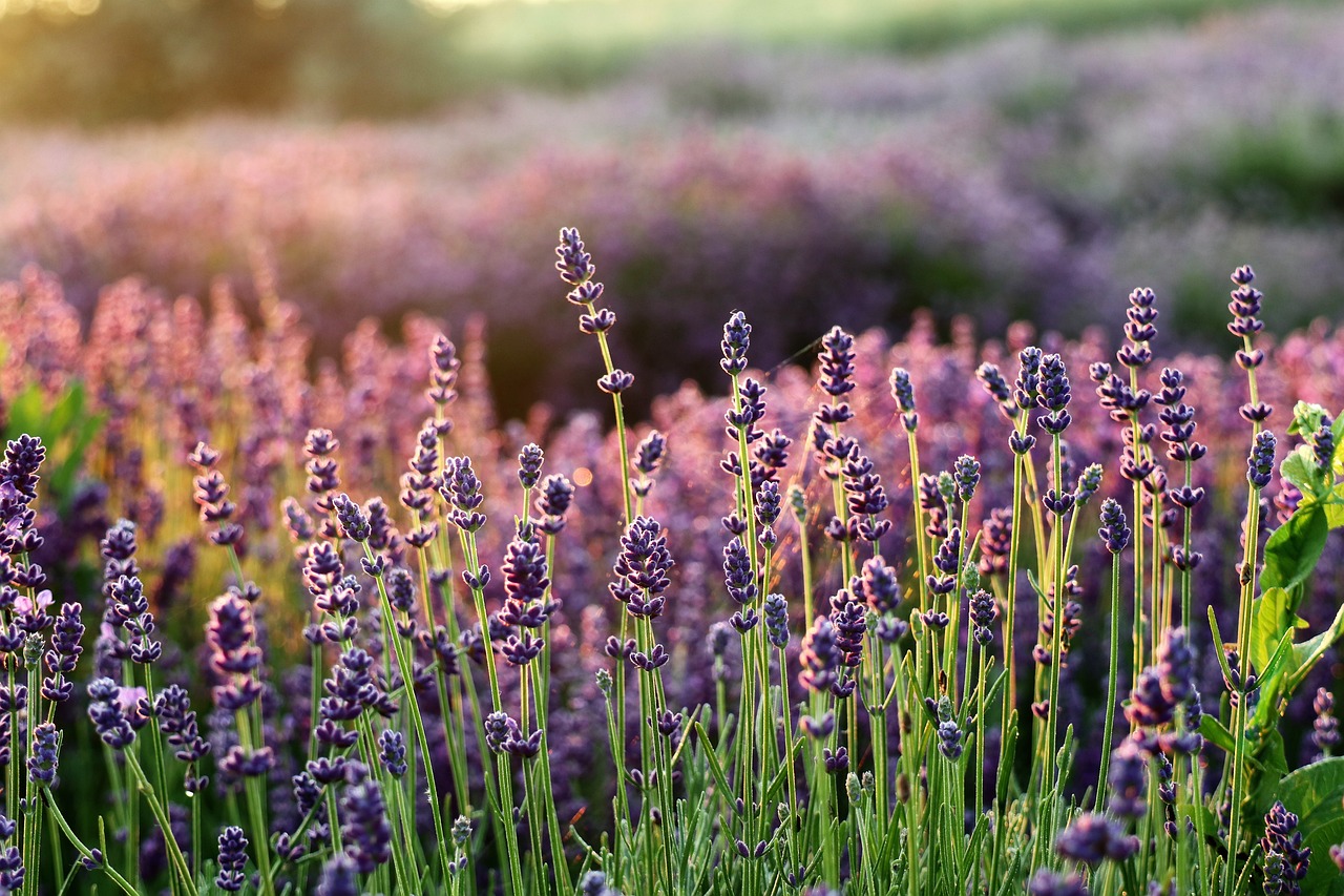 Ilyen egy aromaterápiás kert: Fiatalít, stresszoldó és lazít is