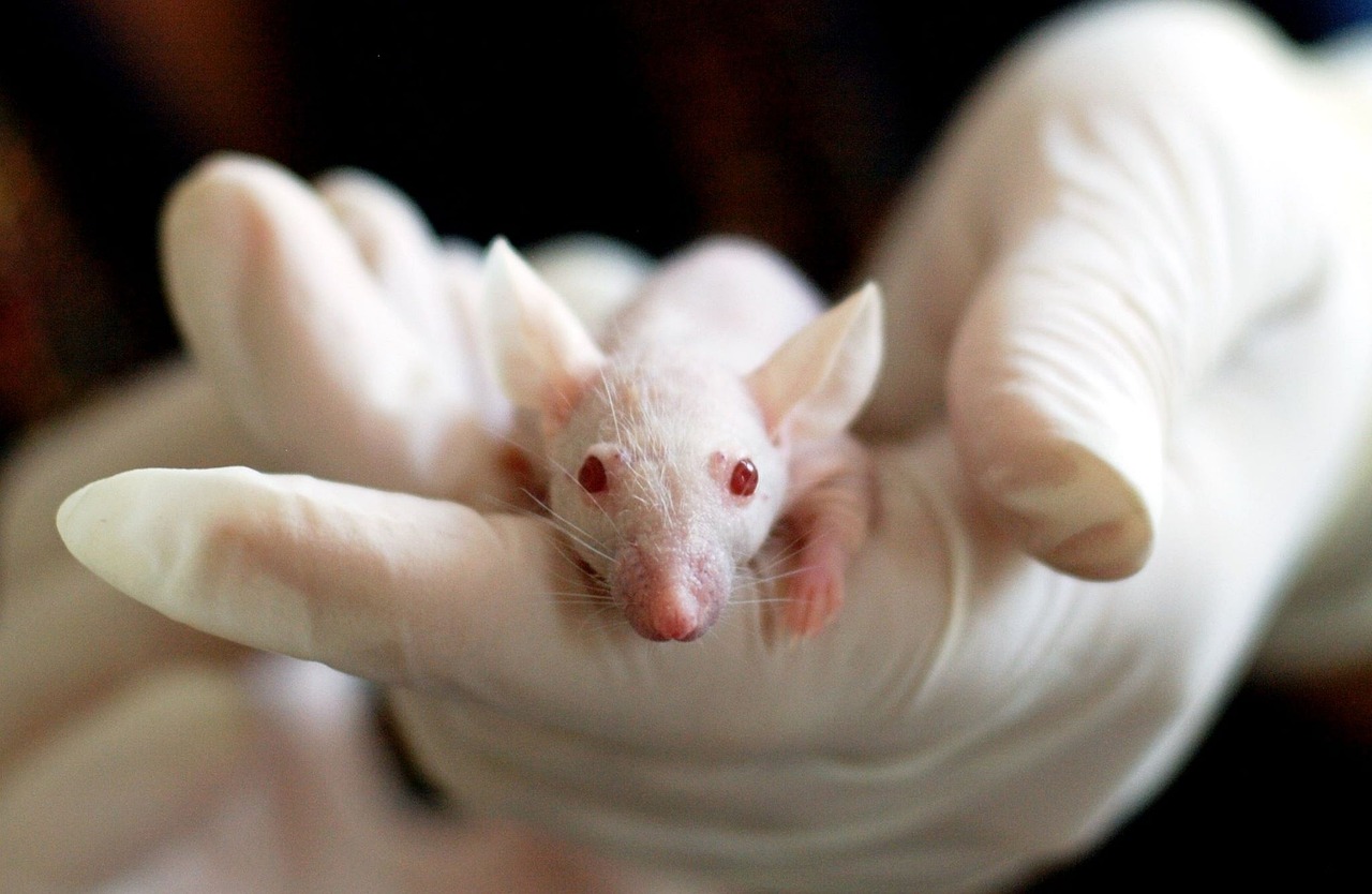 Egereken tesztelt gyógyszer lehet a fiatalság titka 