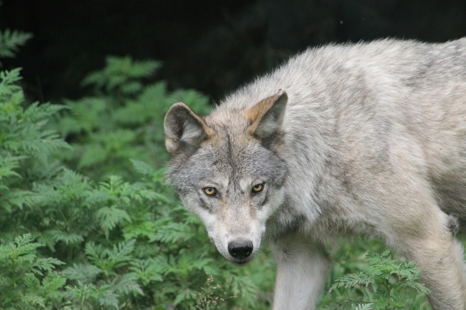 Veszély: farkastámadásra figyelmeztetnek a hatóságok 
