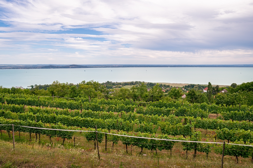 Kártevő pusztít a Balatonnál, emiatt nagyon veszélyes 