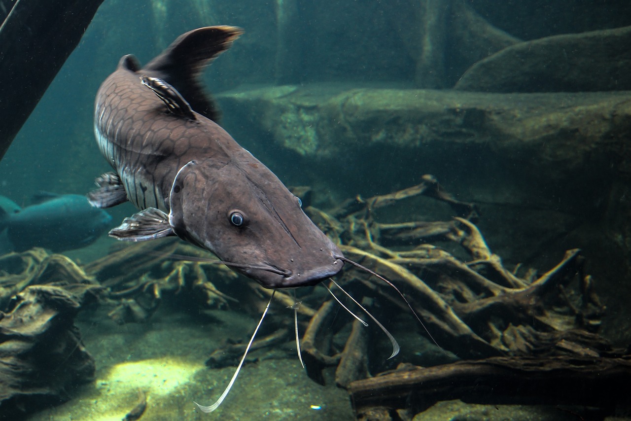 Gigantikus harcsát fogtak, megdöbbentő mekkora állat akadt horogra