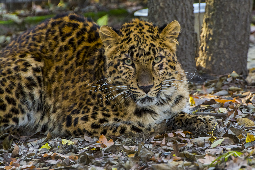 Ritkán látni a szegedi leopárdot
