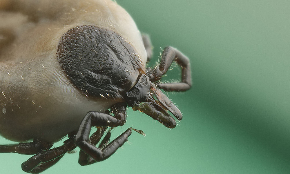 Új kullancs fajt találtak Magyarországon, Lyme-kórnál is veszélyesebb betegséget hordozhat