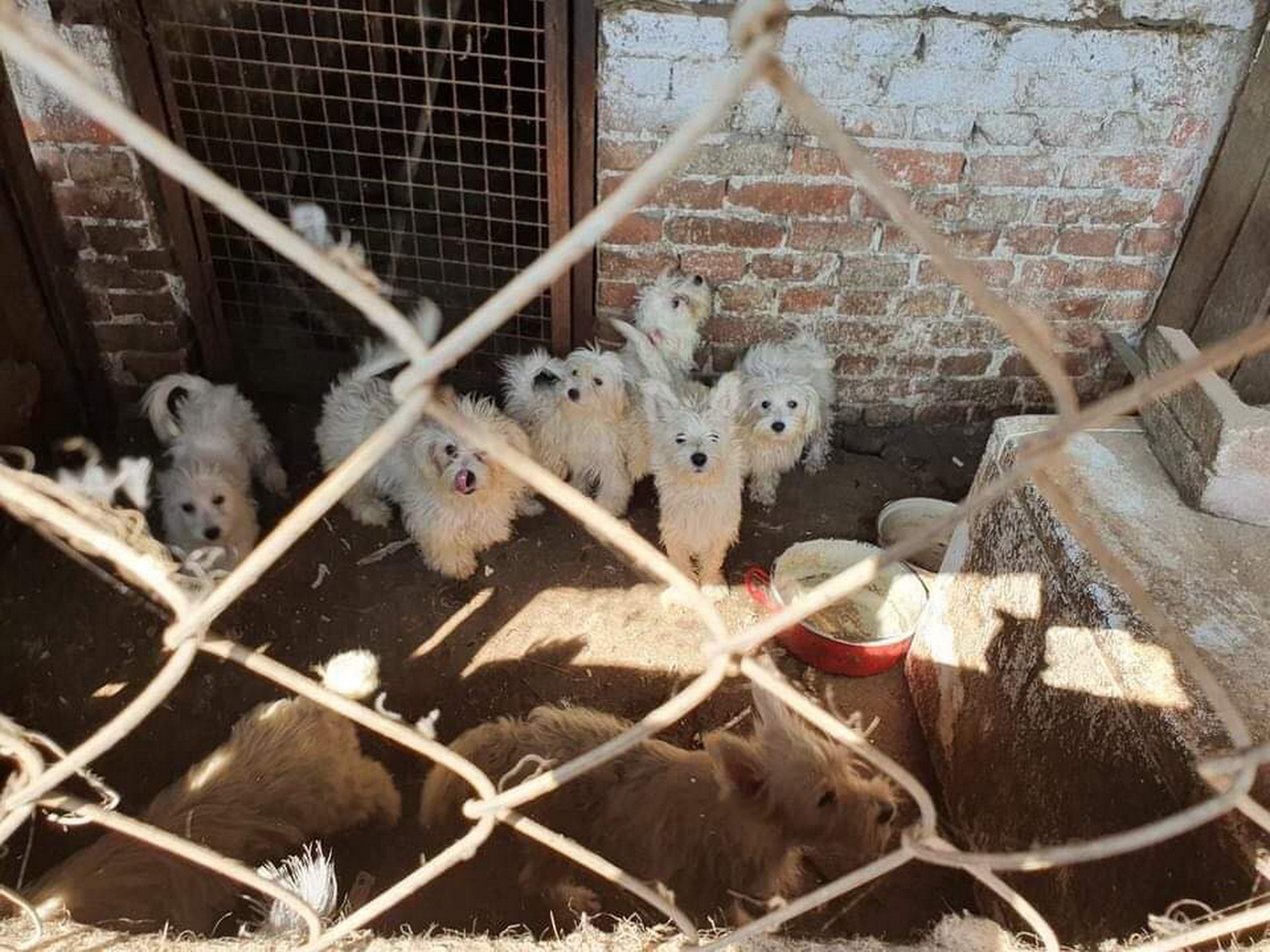 Brutális állatkínzás – Hetven kutyája hangszálait vágatta ki egy karcagi férfi