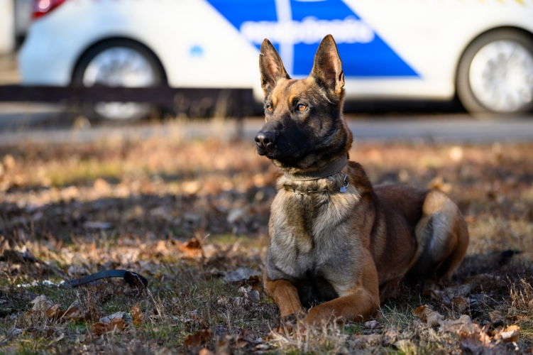Kutyákat keres a rendőrség, de nem úgy