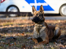 Kutyákat keres a rendőrség, de nem úgy