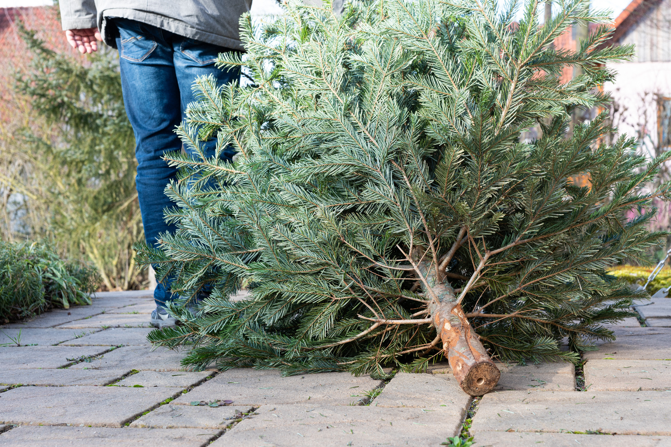 Brutálisan drágul a karácsonyfa